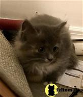 siberian kitten posted by Gcavilte