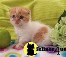 Munchkin Kittens for Sale