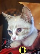 munchkin kitten posted by Barenakedsphynx