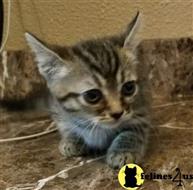 munchkin kitten posted by Barenakedsphynx