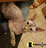sphynx kitten posted by Barenakedsphynx