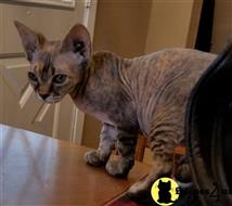 sphynx kitten posted by Barenakedsphynx