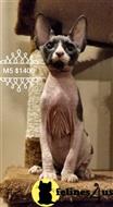 sphynx kitten posted by Barenakedsphynx