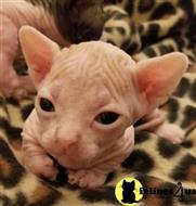 sphynx kitten posted by Barenakedsphynx