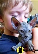 sphynx kitten posted by Barenakedsphynx