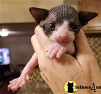 sphynx kitten posted by Barenakedsphynx