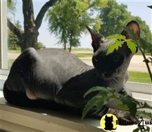 sphynx cat posted by Barenakedsphynx