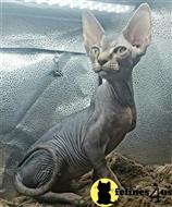 sphynx kitten posted by Barenakedsphynx