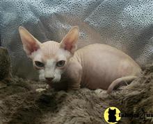 sphynx kitten posted by Barenakedsphynx