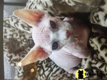 sphynx kitten posted by Barenakedsphynx