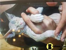 sphynx kitten posted by Barenakedsphynx
