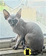 sphynx kitten posted by Barenakedsphynx