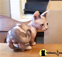 sphynx kitten posted by Barenakedsphynx
