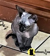 sphynx kitten posted by Barenakedsphynx