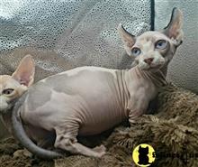 sphynx kitten posted by Barenakedsphynx