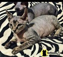 sphynx kitten posted by Barenakedsphynx
