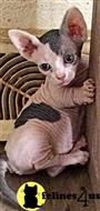 sphynx kitten posted by Barenakedsphynx