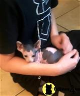 sphynx kitten posted by Barenakedsphynx