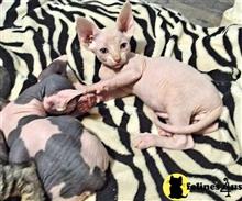 sphynx kitten posted by Barenakedsphynx