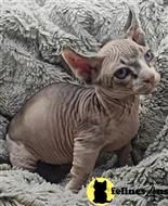sphynx kitten posted by Barenakedsphynx