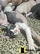 sphynx kitten posted by Barenakedsphynx