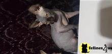 sphynx kitten posted by Barenakedsphynx