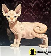 sphynx kitten posted by Barenakedsphynx