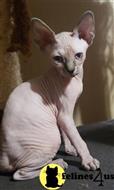 sphynx kitten posted by Barenakedsphynx