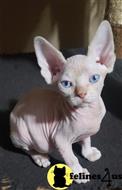 sphynx kitten posted by Barenakedsphynx