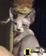 sphynx kitten posted by Barenakedsphynx