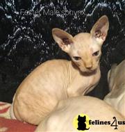 sphynx kitten posted by Barenakedsphynx