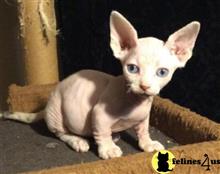 sphynx kitten posted by Barenakedsphynx