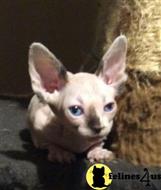 sphynx kitten posted by Barenakedsphynx