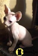 sphynx kitten posted by Barenakedsphynx