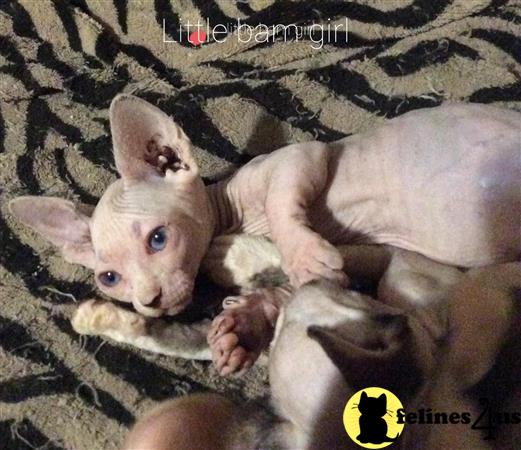 Sphynx kitten for sale