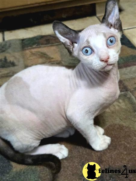 a small animal with large ears