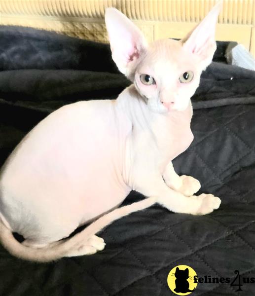 a sphynx cat lying on the ground