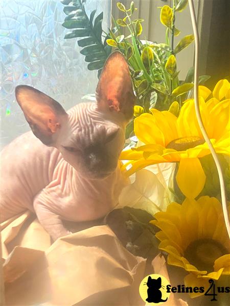 Sphynx