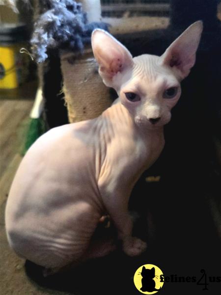 a small animal with large ears