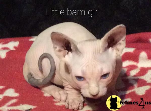 Sphynx kitten for sale