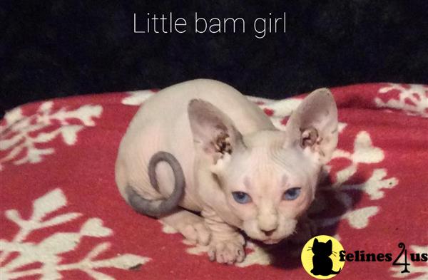 Sphynx kitten for sale