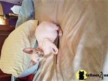 sphynx kitten posted by Sphynxtime89