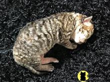 devon rex kitten posted by CharmedPurrfection