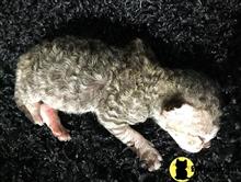 devon rex kitten posted by CharmedPurrfection
