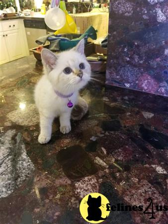 British Shorthair kitten for sale