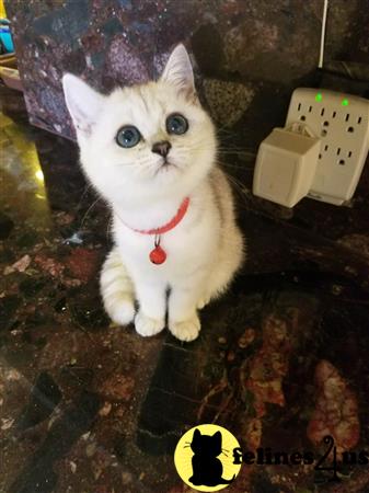 British Shorthair kitten for sale