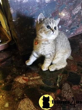 British Shorthair kitten for sale