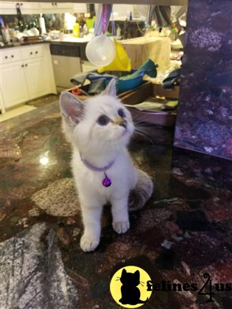 British Shorthair kitten for sale