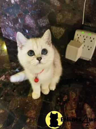 British Shorthair kitten for sale