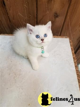 British Shorthair kitten for sale